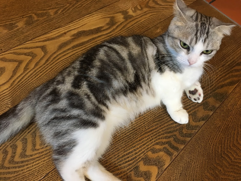アメ村観光の休憩にぴったり!猫カフェ「CAT OF LIBERTY」