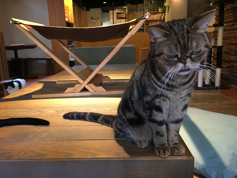 アメ村観光の休憩にぴったり!猫カフェ「CAT OF LIBERTY」