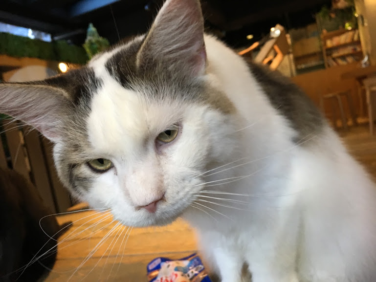アメ村観光の休憩にぴったり!猫カフェ「CAT OF LIBERTY」