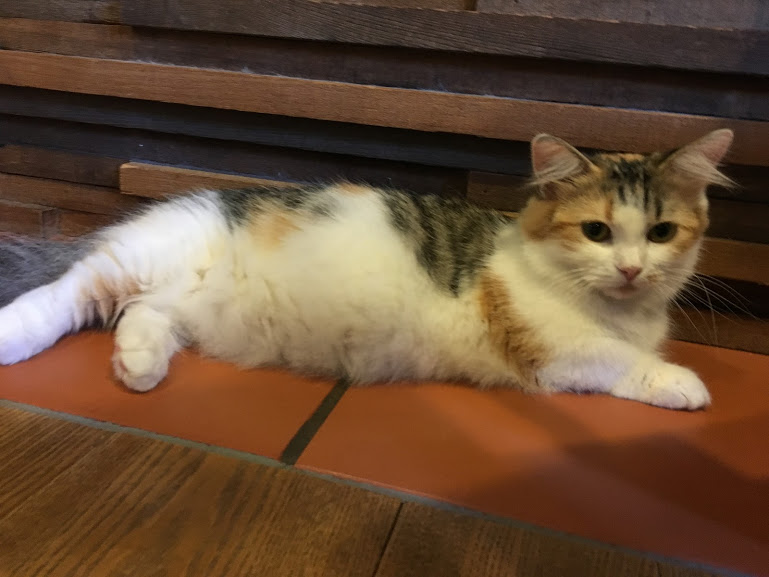 アメ村観光の休憩にぴったり!猫カフェ「CAT OF LIBERTY」