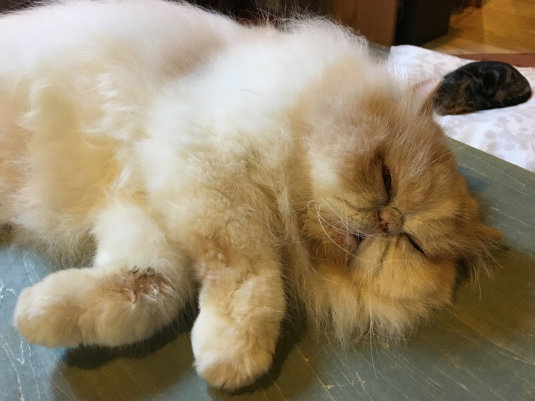アメ村観光の休憩にぴったり!猫カフェ「CAT OF LIBERTY」
