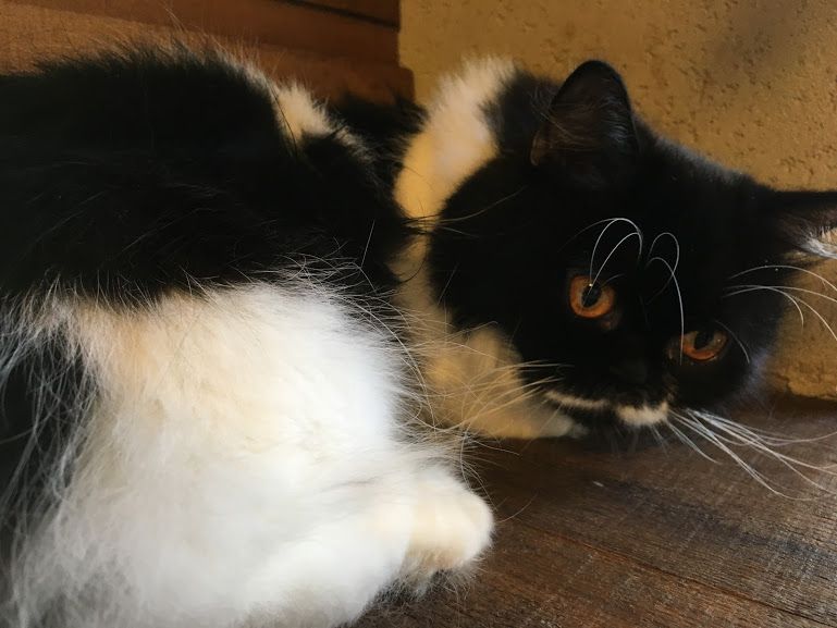 アメ村観光の休憩にぴったり!猫カフェ「CAT OF LIBERTY」